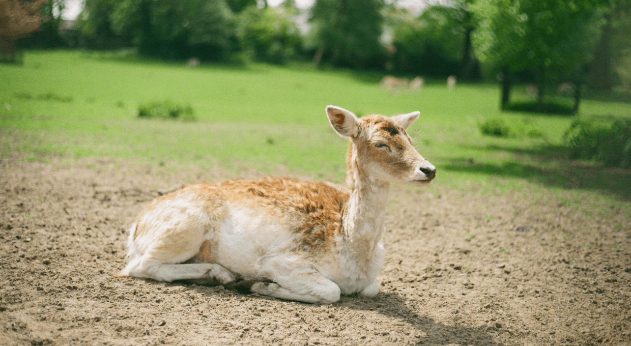 deer relaxing